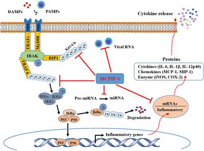 Monocyte Chemotactic Protein-Induced Protein 1 (MCPIP-1): A Key Player of Host Defense and Immune Regulation